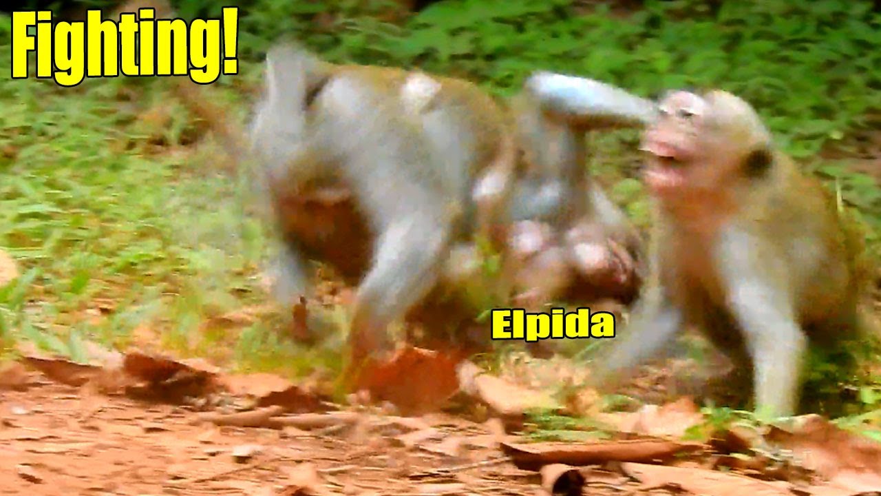 Breaking Heart! Alberto Attacked That Boy Till Baby Elpida Was So S-hock Till Almost Cry.