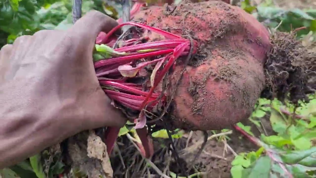 Growing Giant Organic Beetroot