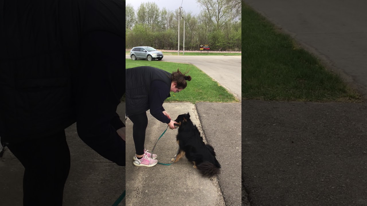 Graduate Novice - Examples of Dumbbell Fetch Exercise