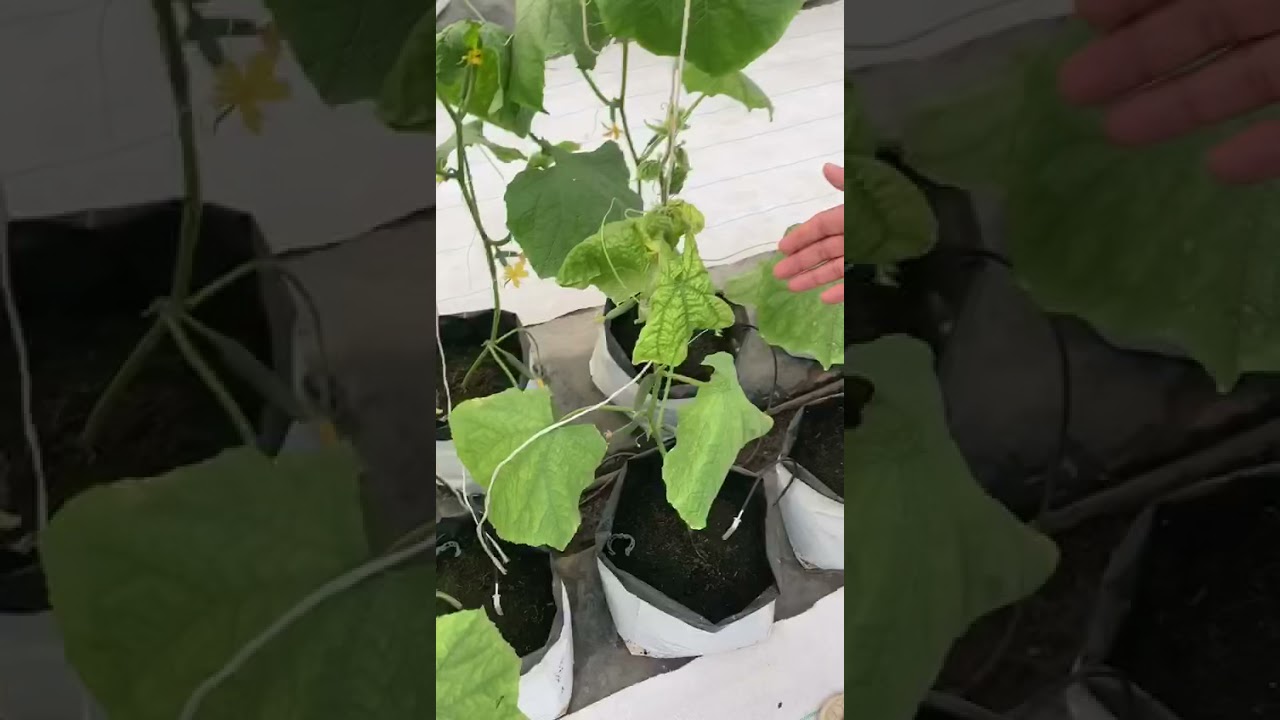 Leaf curl virus in Polyhouse cultivated mini cucumber -Kannada version