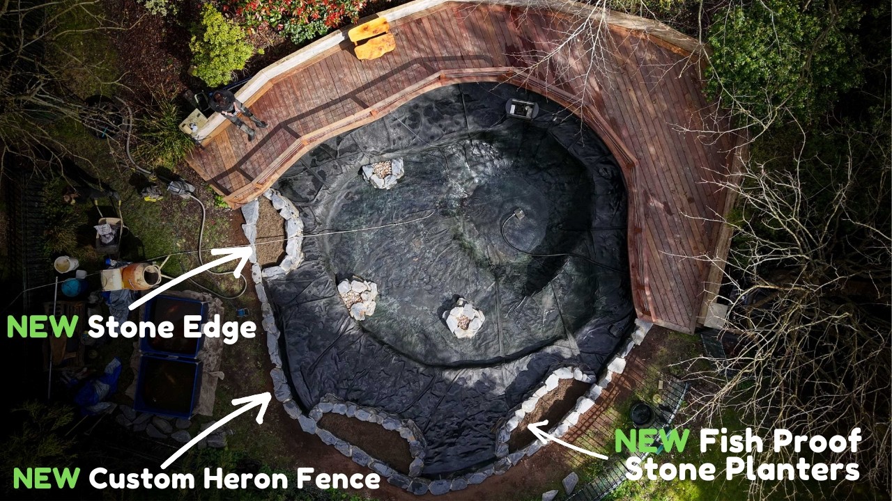 Upgrading a Huge Koi Pond (Total Transformation - Step by Step)