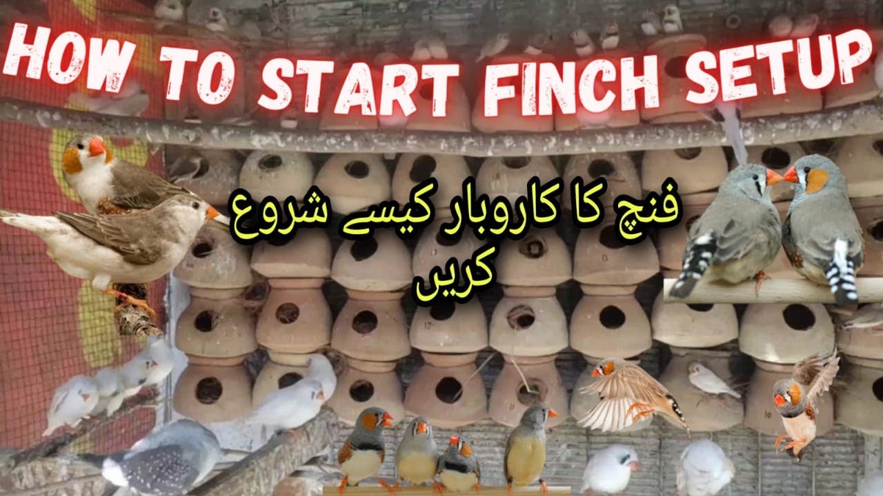 How To Start Finch Birds Setup | Complete Guide For New Finches Business | Khubaib Pets