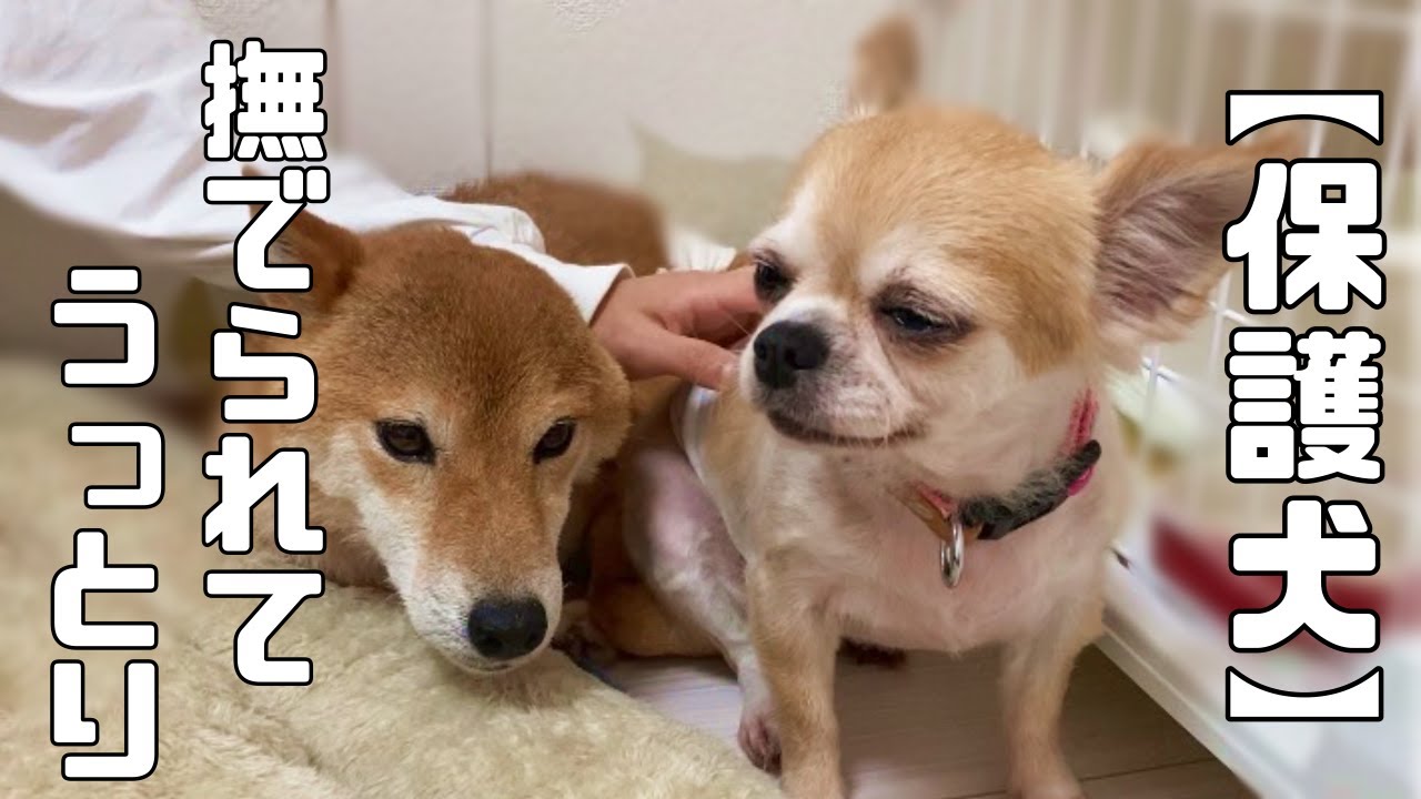 もう泣かなくていいからね。繁殖引退犬のチワワと柴犬　お預かり３日目の変化と嬉しいご報告♪「vol 221」
