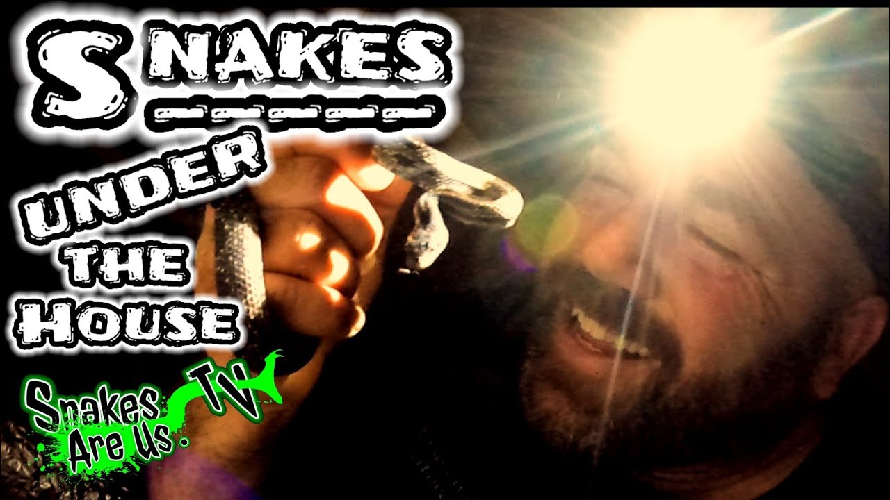 SNAKES under the House?? Here's what You need to know!                 🏠 🐍