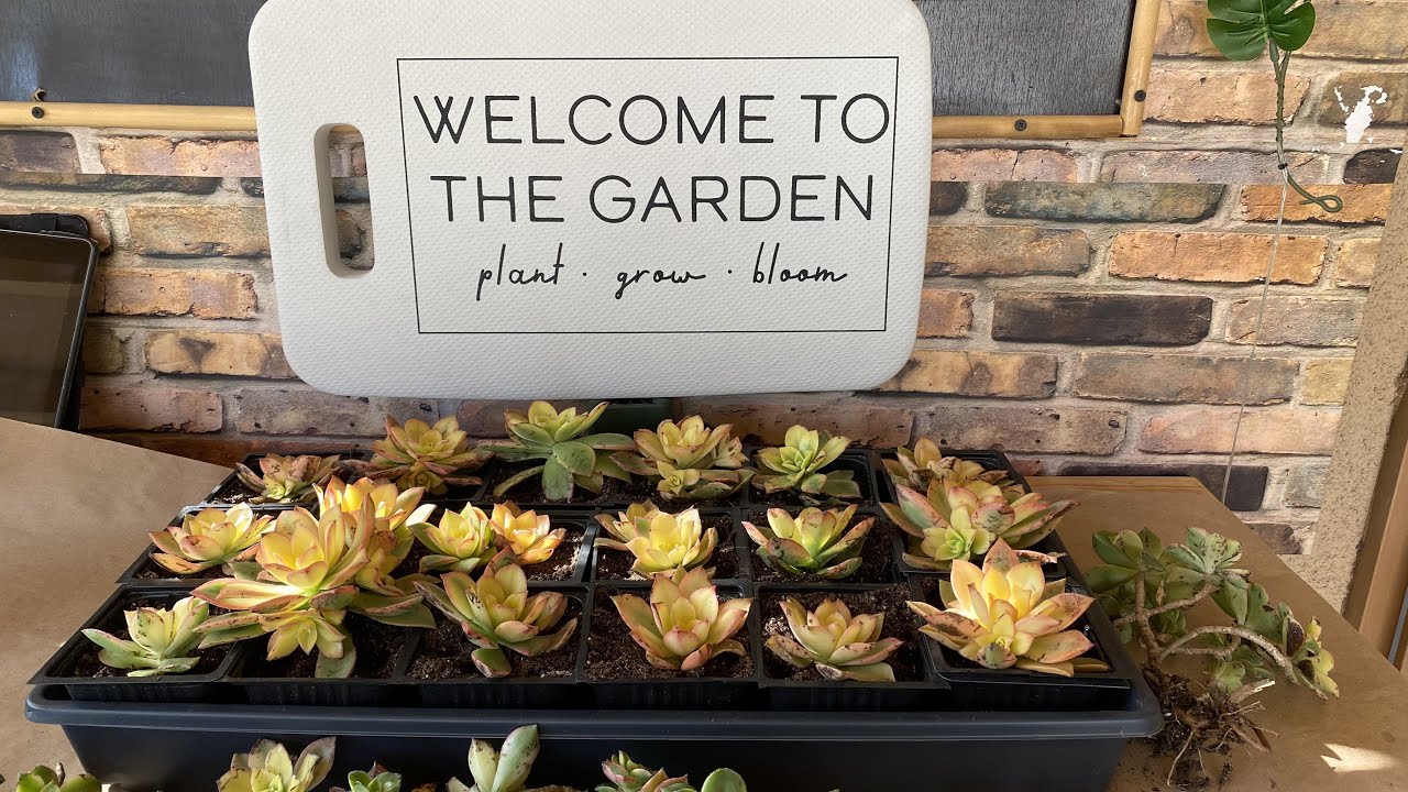 AEONIUM KIWI: Propagation from Cuttings