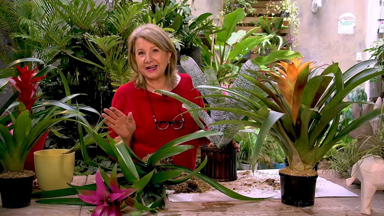 Plantas y Jardines   Bromelias