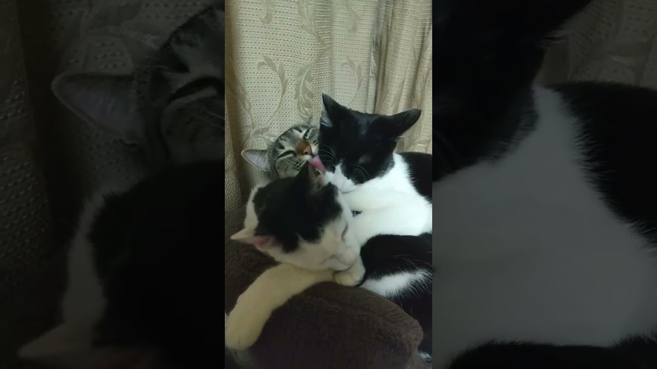 なめすぎにゃん