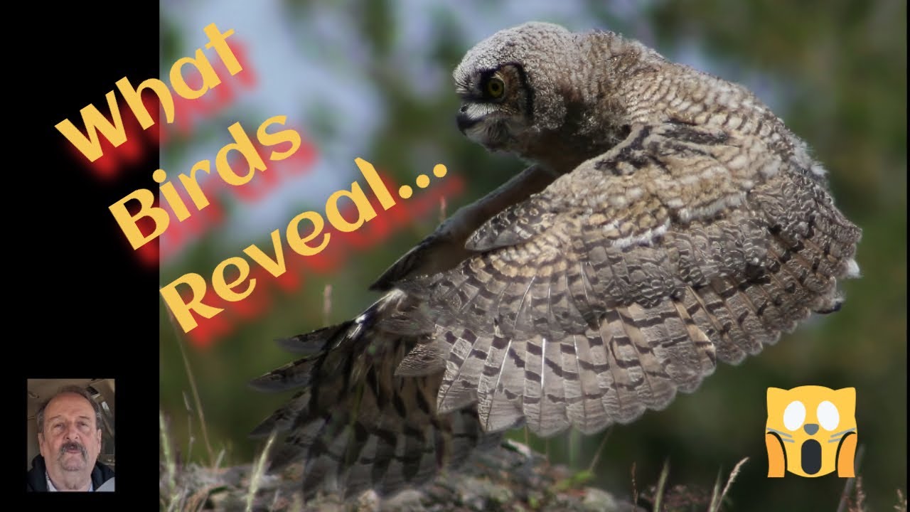 What Birds Reveal About the Character of God 