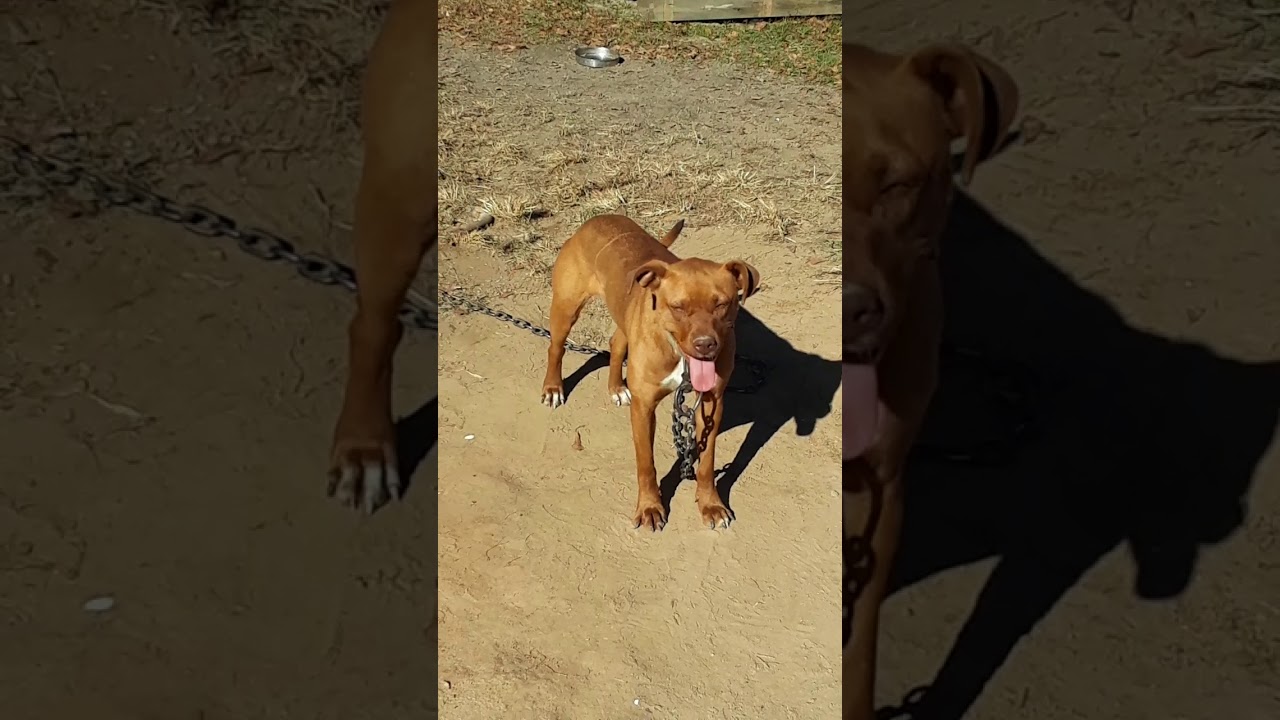 Its a PitBull Life!