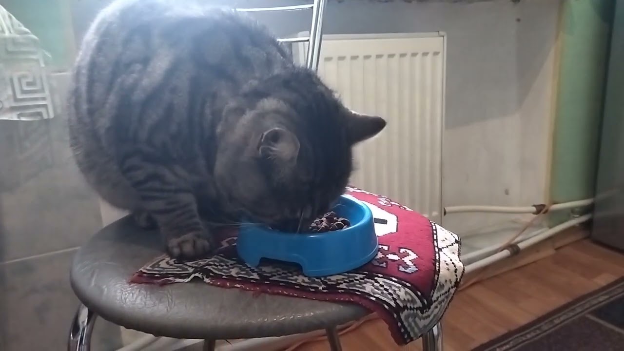 Barsik the Cat Sucks Up to Mom So She Gives Him Something to Eat