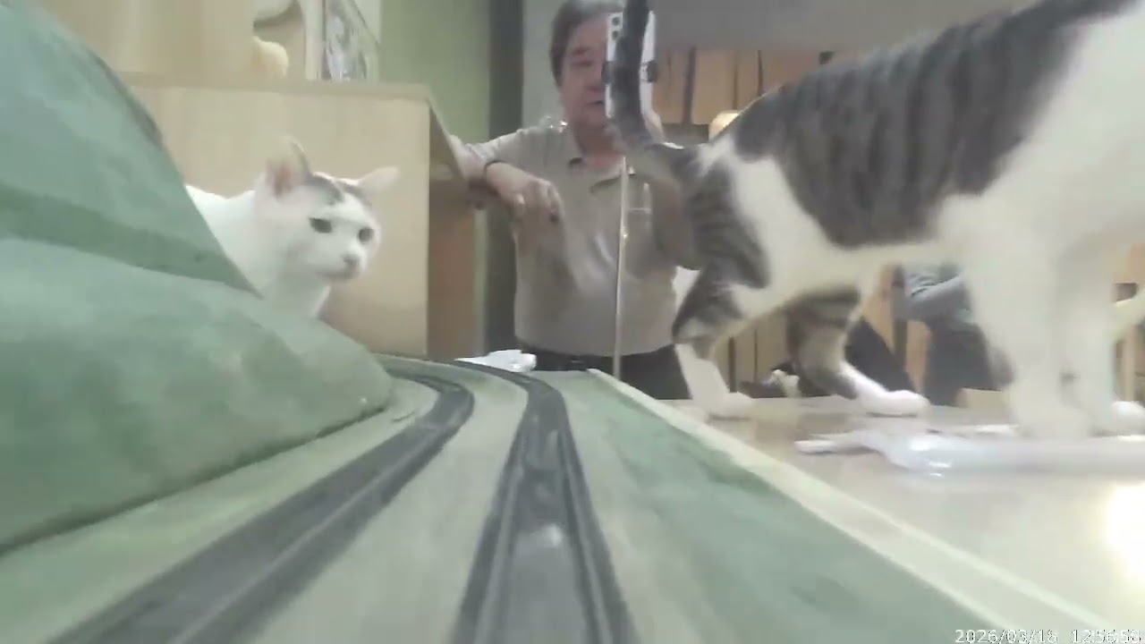 Hey, you cute cats! Please, move out of the way!