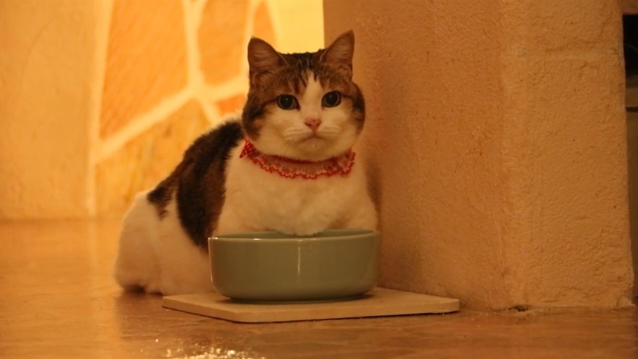 【閉店後の素顔】猫スタッフの夜ルーティンが尊すぎる