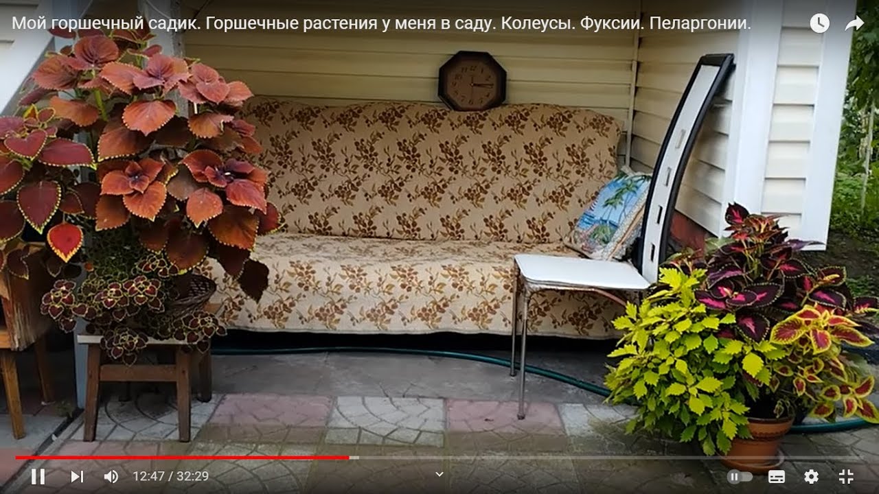 Мой горшечный садик. Горшечные растения у меня в саду. Колеусы. Фуксии. Пеларгонии.