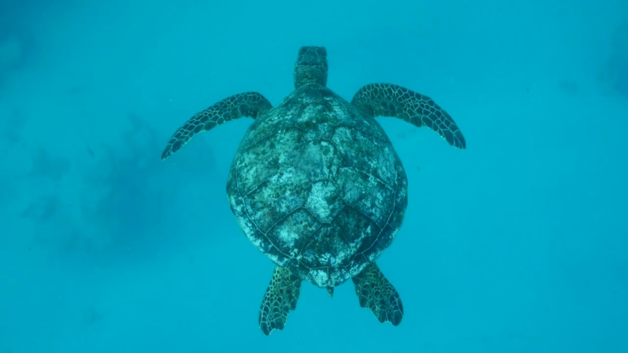 Rarotonga ~ Muri Lagoon