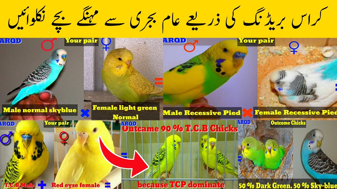 Budgies parrots cross breeding | cross breeding in budgies | how to produce rare budgies