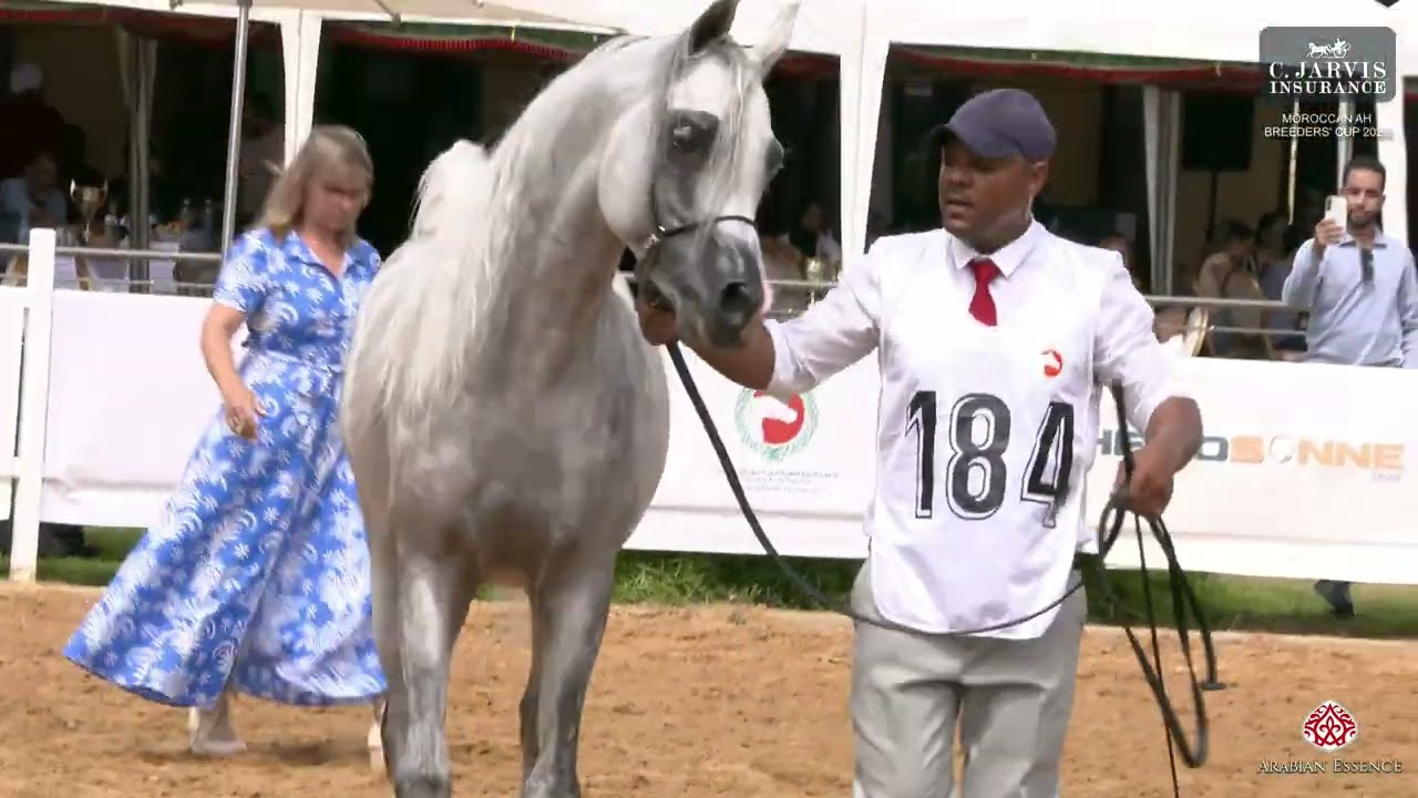 Moroccan AH Breeders' Cup 2025   Class 10