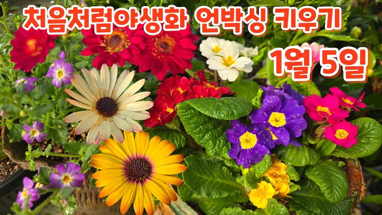 #처음처럼야생화 언박싱 #줄리안앵초 #나비란 #데모르 #목마가렛 #로빌리아 #흑조만병초 #제임스브리티니아 키우기