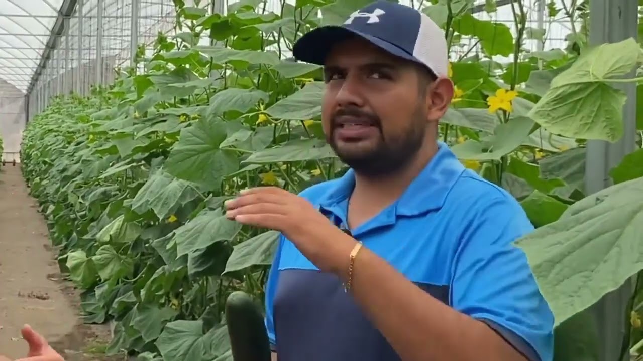 Producción de pepino en el Estado de Morelos.