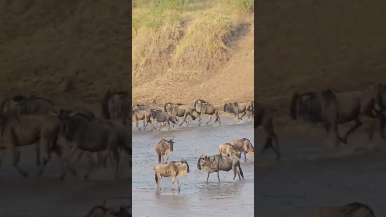 Wildlife migration happening now#migration #tembeakenya