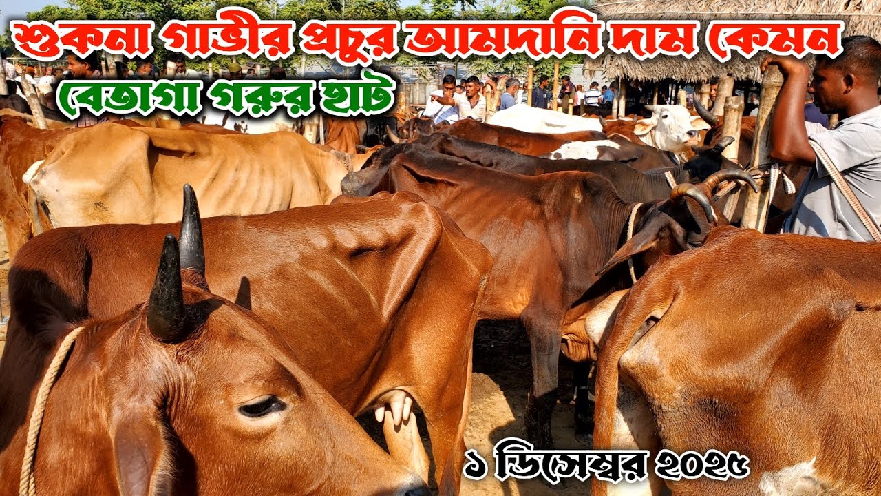 761- শুকনা হাড্ডিসার গাভীর প্রচুর আমদানি দা'ম কেমন, বেতাগা গরুর হাট |1 ডিসেম্বর 2025| নগর বাংলা টিভি