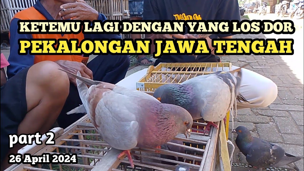part 2 ketemu yang Losdor di pasar Kuripan Pekalongan | Merpati murah bukan murahan.!!
