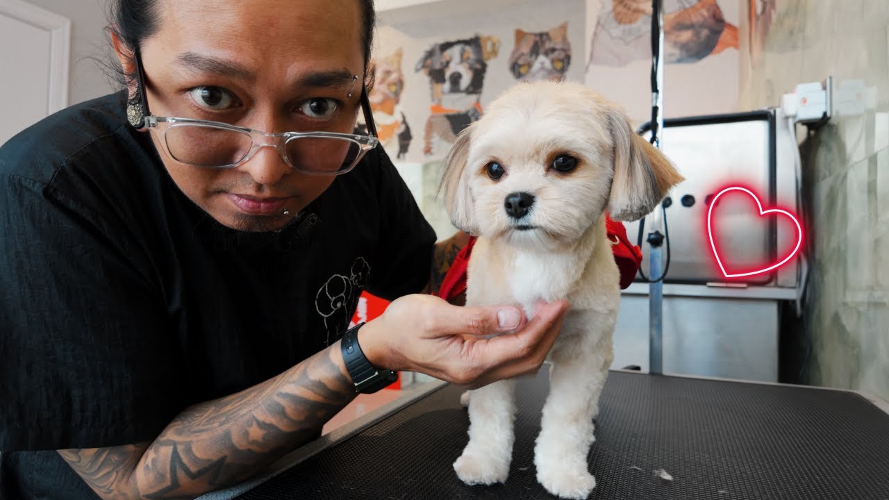 The Calm Cat Whisperer with the Dog Peanut and her Grooming.