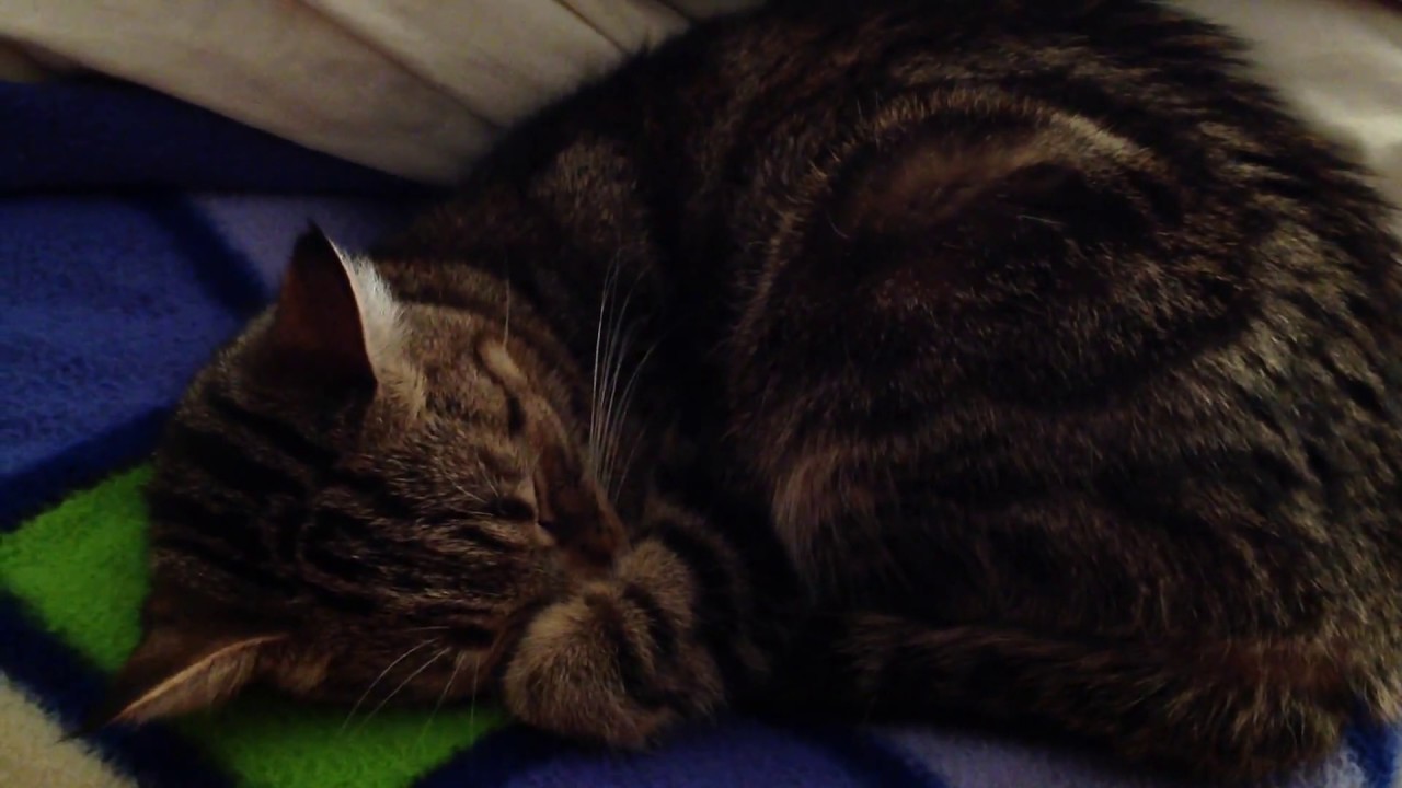 Zzzleepy