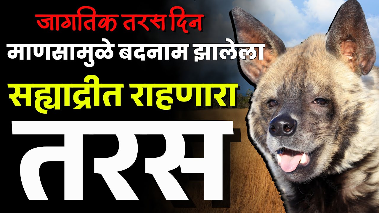 सह्याद्रीच्या पर्वतरागांमध्ये तरस कुठे आढळतो ? | International Hyena Day | Maha MTB