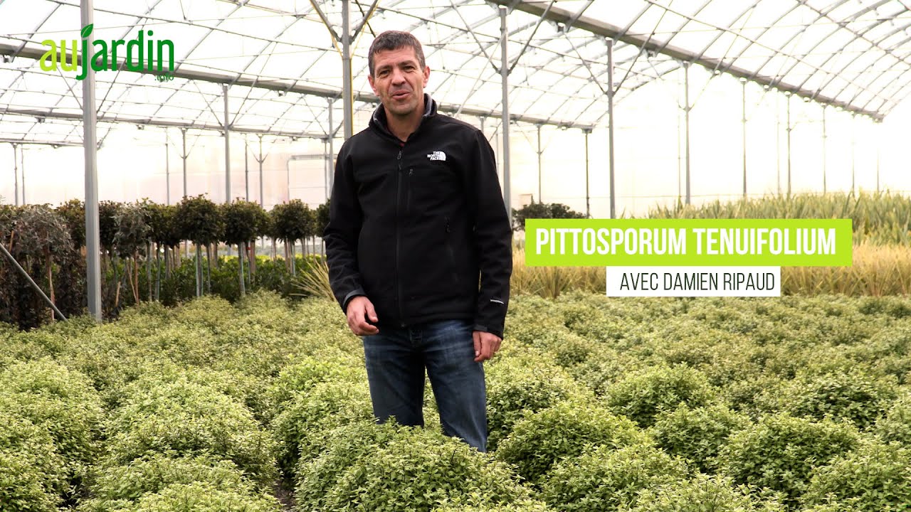 Le PITTOSPORUM GOLF BALL 🏒, un petit ARBUSTE très FACILE de culture 🧡💛💚