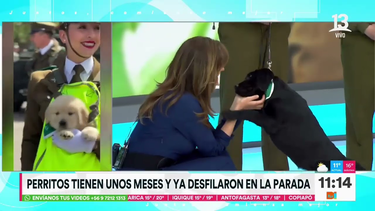 ¡Alerta de ternura! Conozca a los cachorros de carabineros de la Parada Militar | Tu Día | Canal 13