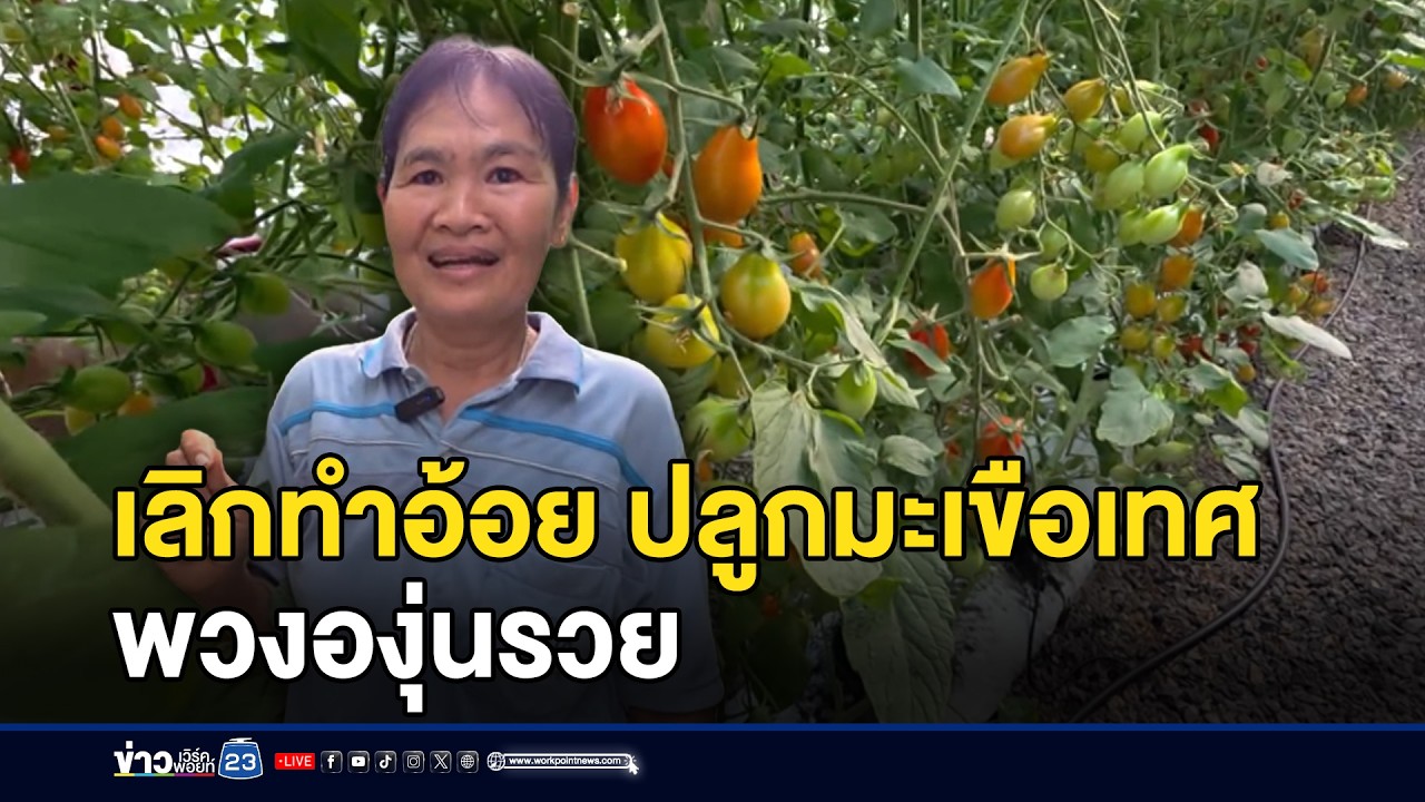 เลิกทำอ้อย ปลูกมะเขือเทศพวงองุ่นรวย l ตลาดข่าว - ข่าวเช้าเวิร์คพอยท์ l 5 มี.ค.69