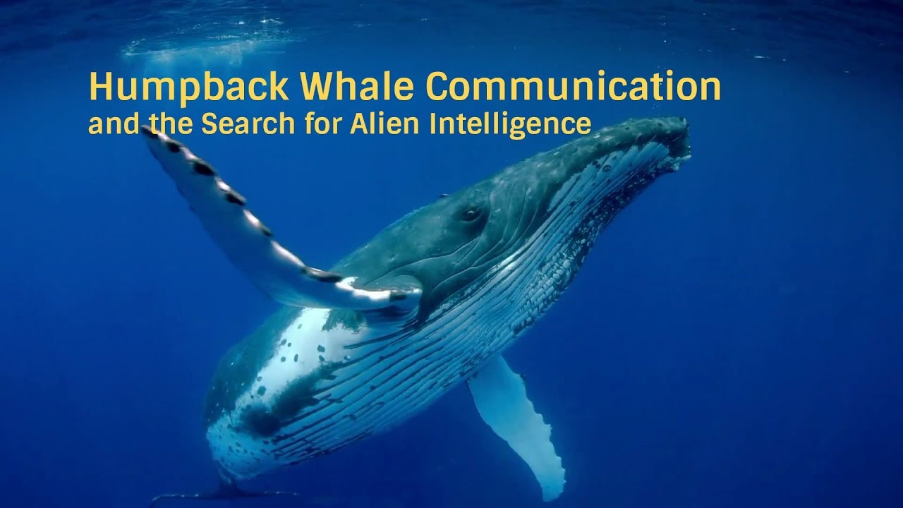 Humpback Whale Communication and the Search for Alien Intelligence | Stories of Impact