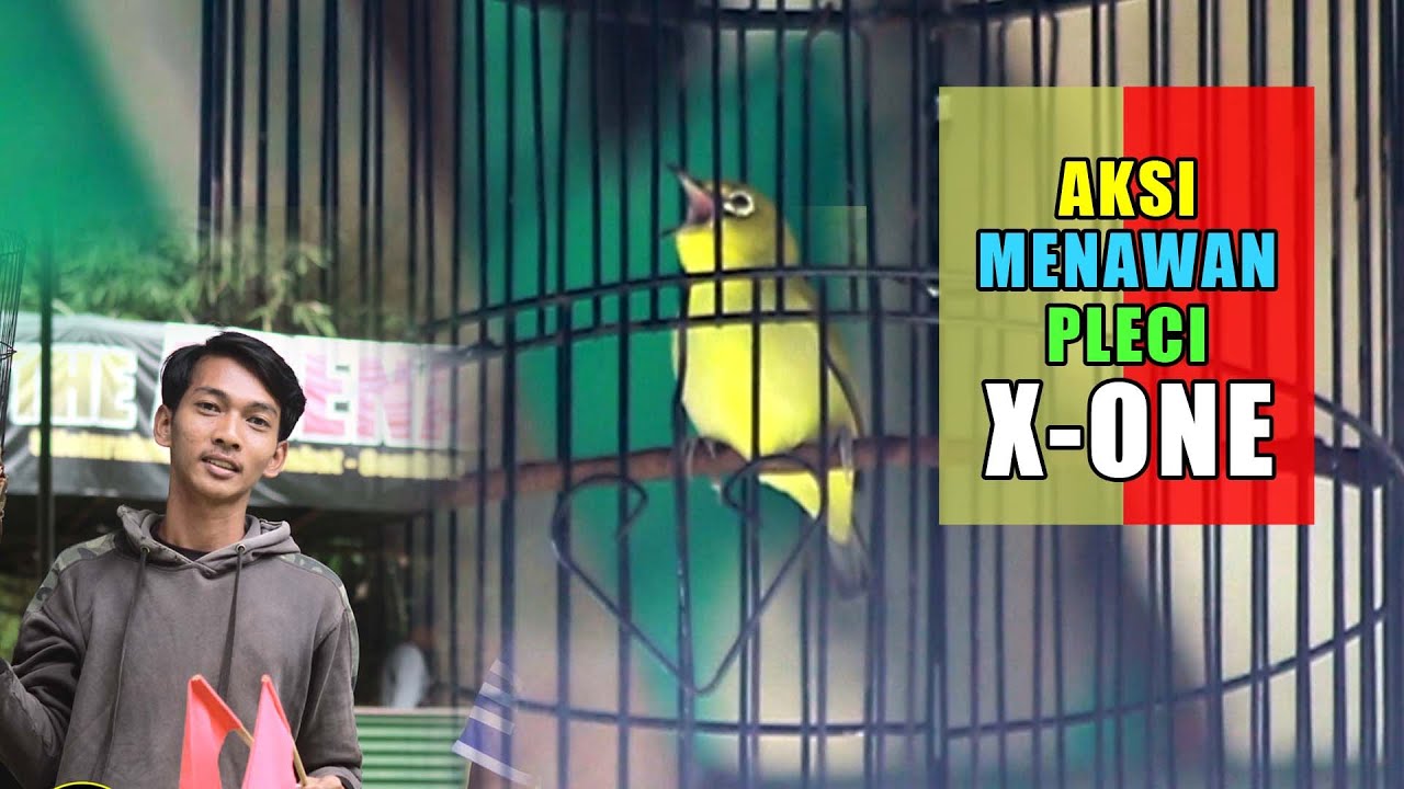 Aksi Burung pleci "X-one" | Amunisi Om KIKI Just Hoby Capter Bogor