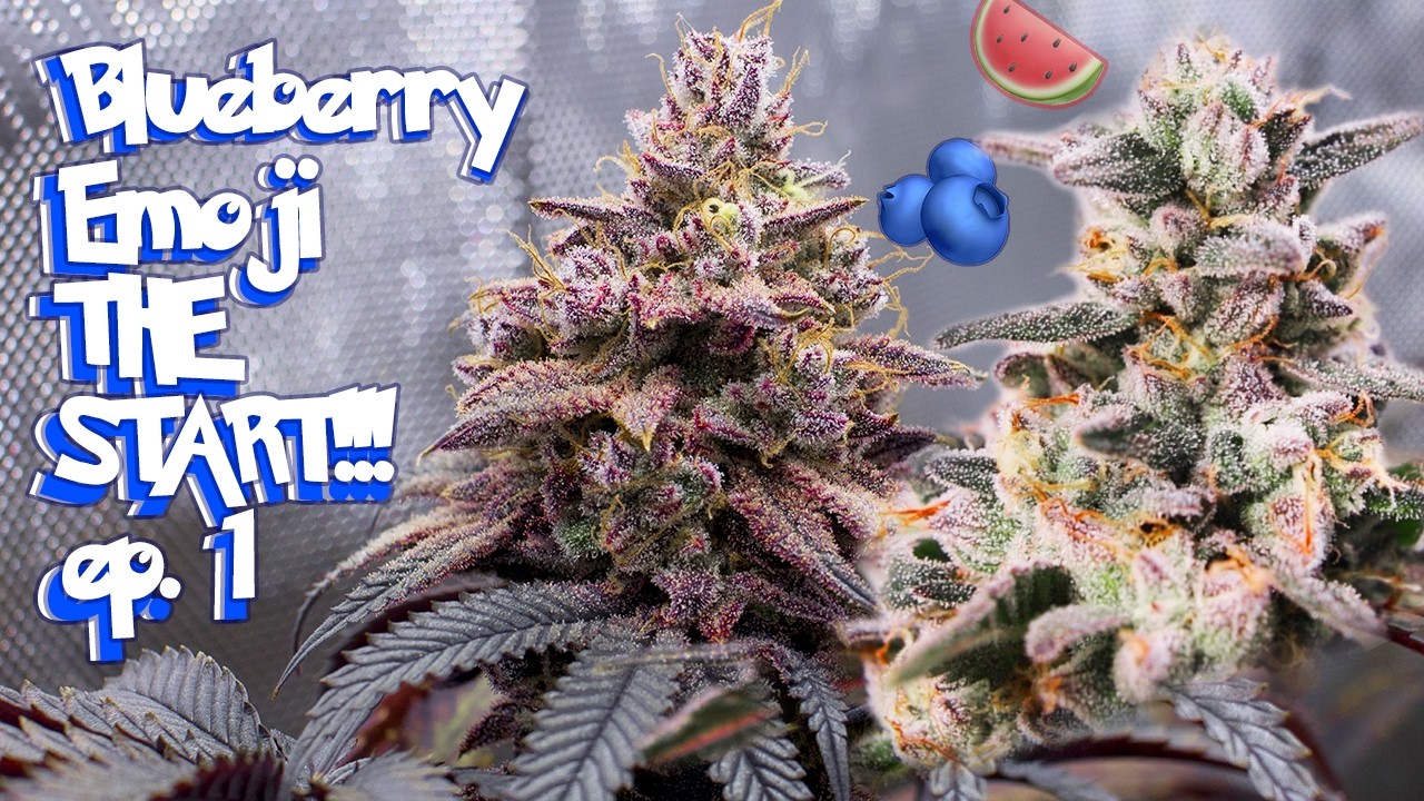 We HAVE to talk about Blueberry Muffin and Watermelon Emoji Breeding! fruits n ZOOTs #blueberryemoji
