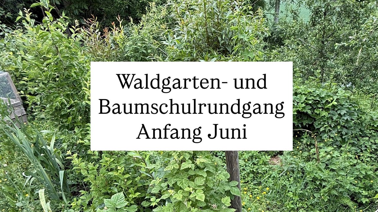 Rundgang durch Waldgarten & Baumschule im Juni 🌿 | Wachstum, Pflanzenvielfalt & Natur pur