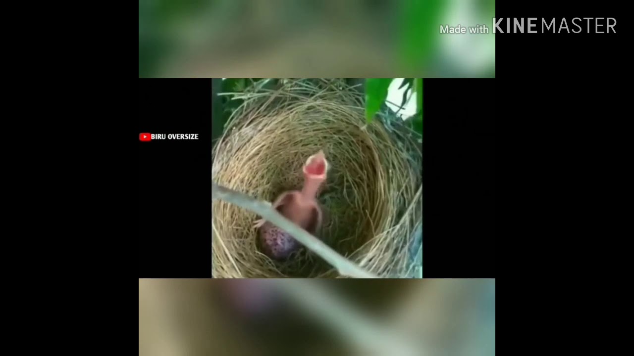 Tiktok free fire ngakak