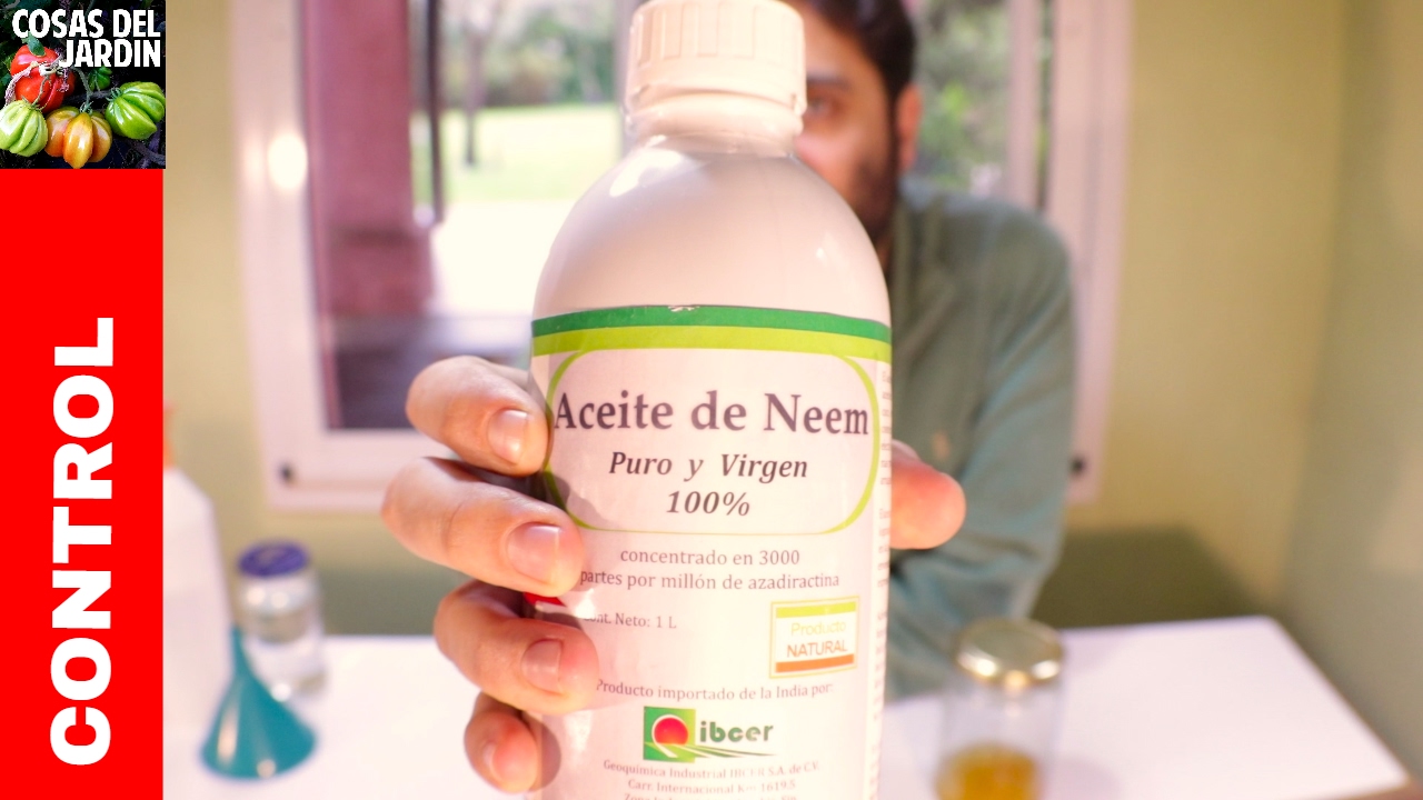 Cual es la forma correcta de preparar y utilizar el aceite de neem como insecticida