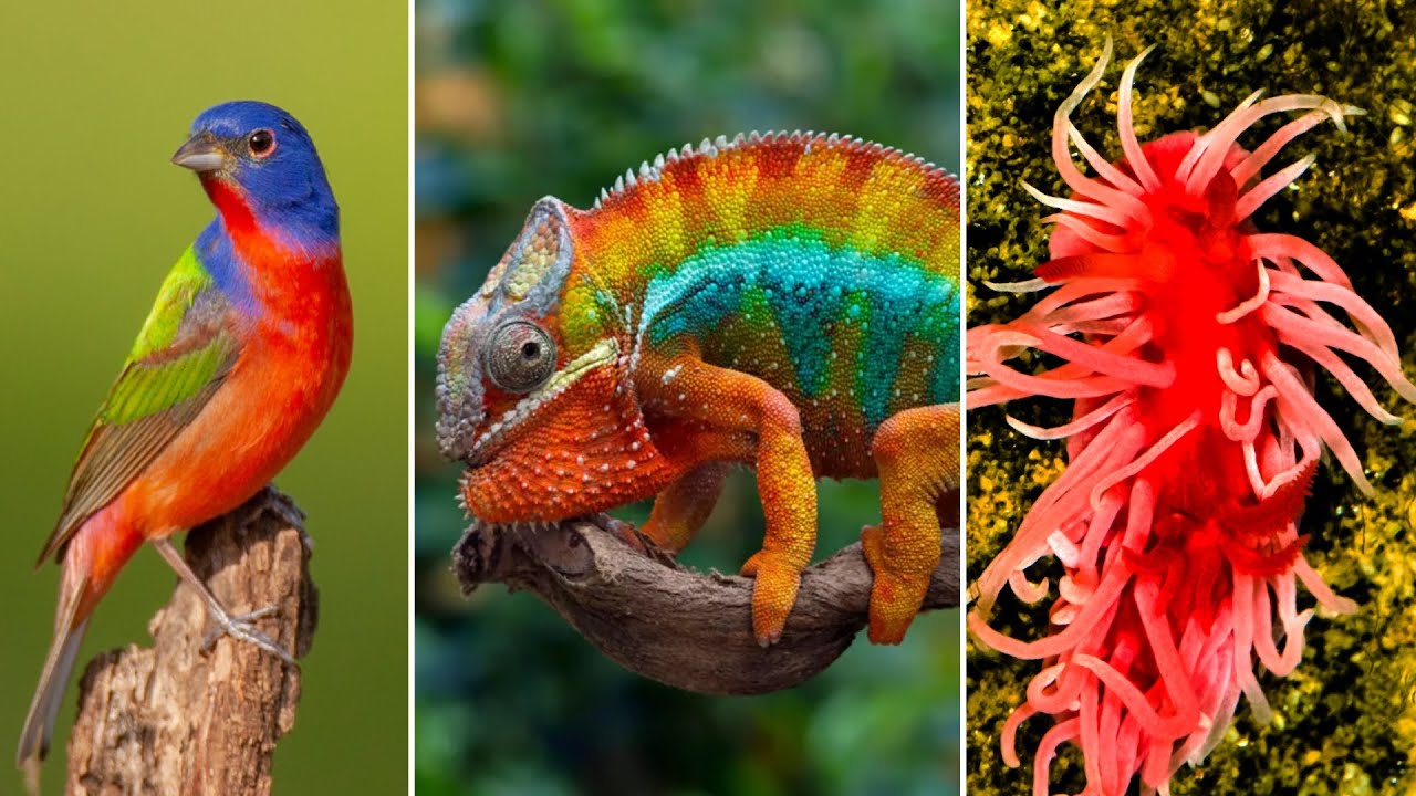 15 Animals with Color Patterns So Unique They Look Painted