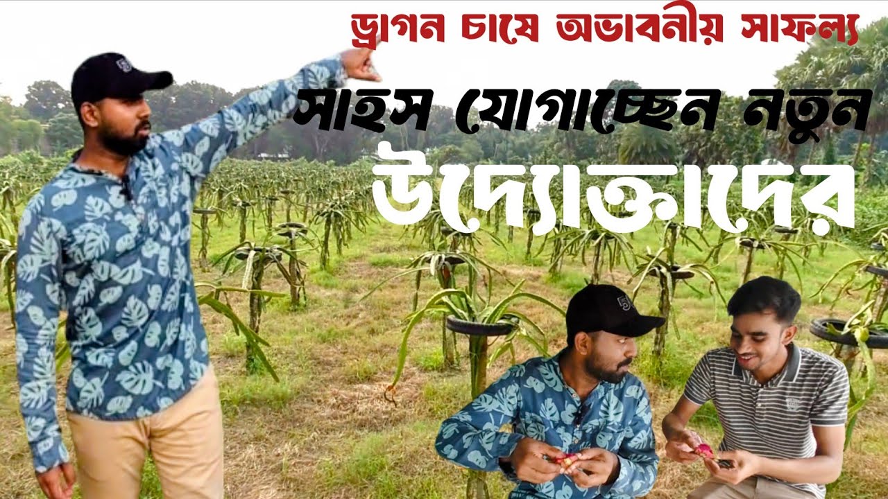 ড্রাগন ও কলার সমন্বিত চাষাবাদে অভাবনীয় সাফল্য। Dragon O kola case ovabonio safollo.