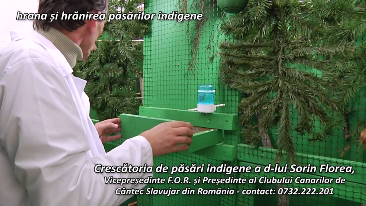 Crescatoria de pasari indigene - hrana si hranirea