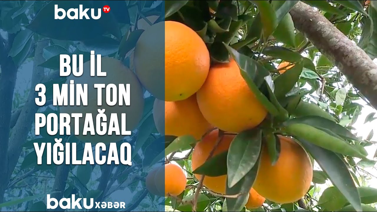 Bu il 3 min ton portağal yığılacaq