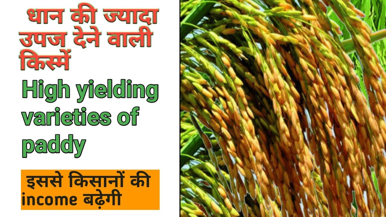 High yielding varieties of paddy, धान की ज्यादा उपज देने वाली किस्में