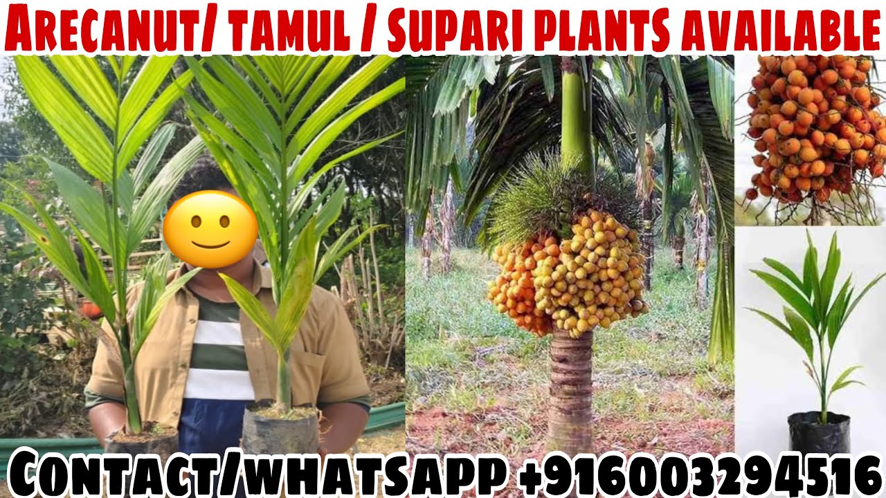 #arecanutplants |Tamul puli | +916003294516 || ARECANUT FARMING#arecanutplants#arecanut#tamulpuli