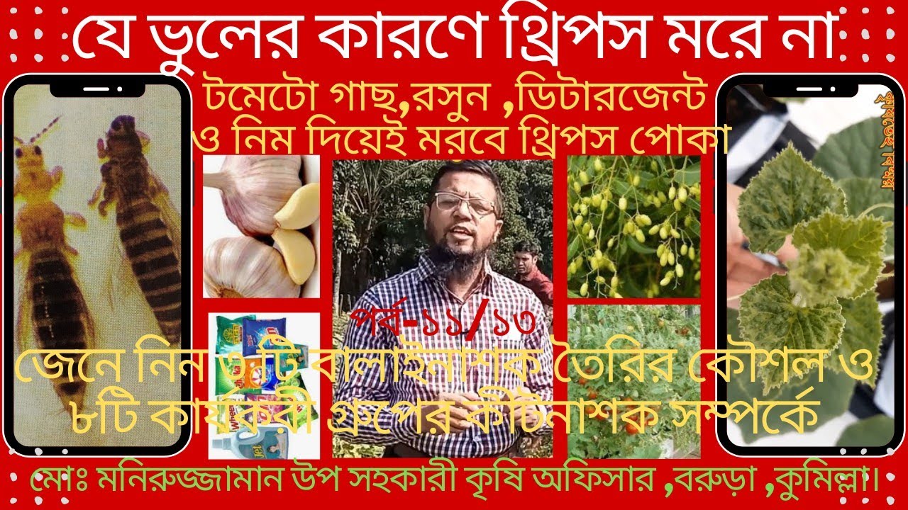 থ্রিপস| চুলচুলে পোকা| পাতা কোঁকড়ানো রকমেলনের আতঙ্ক| How To Control Muskmelon Thrips- Biological/IPM
