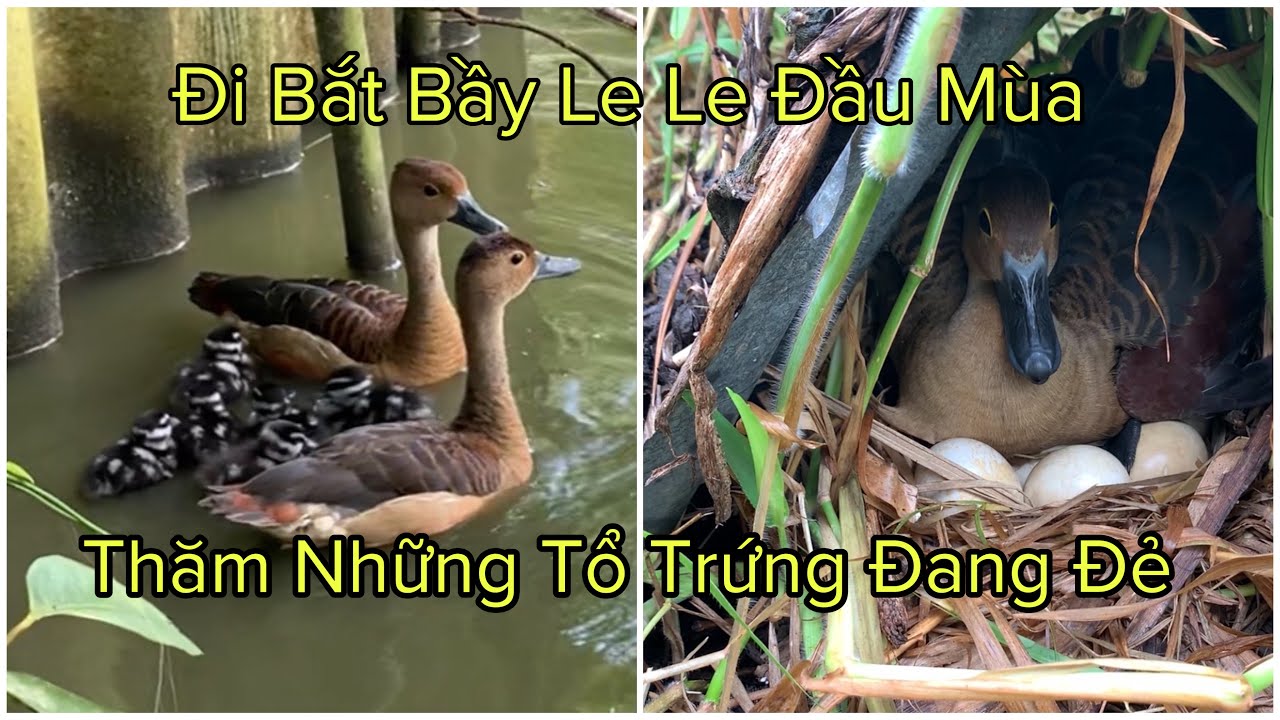 Đi Bắt Bầy Le Le Con Đầu Mùa Và Thăm Những Tổ Trứng Đang Đẻ