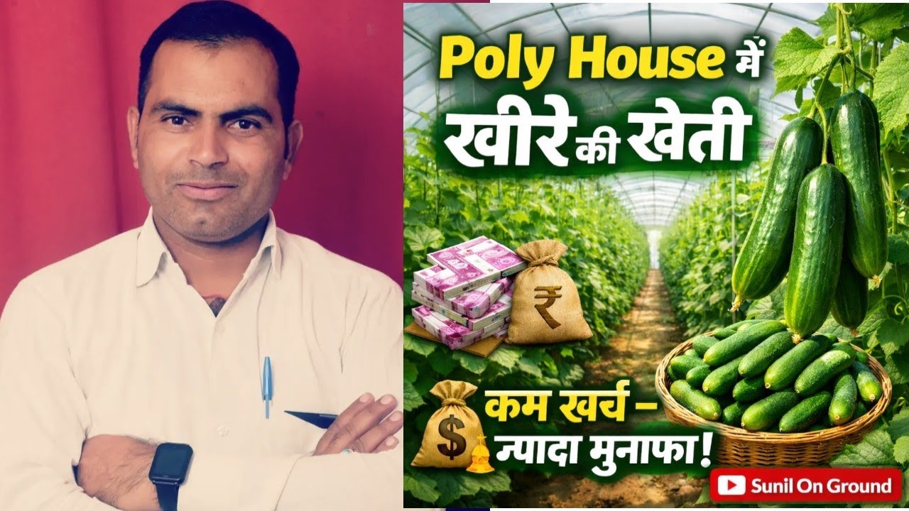 कैसे होती है खीरा की फसल | 