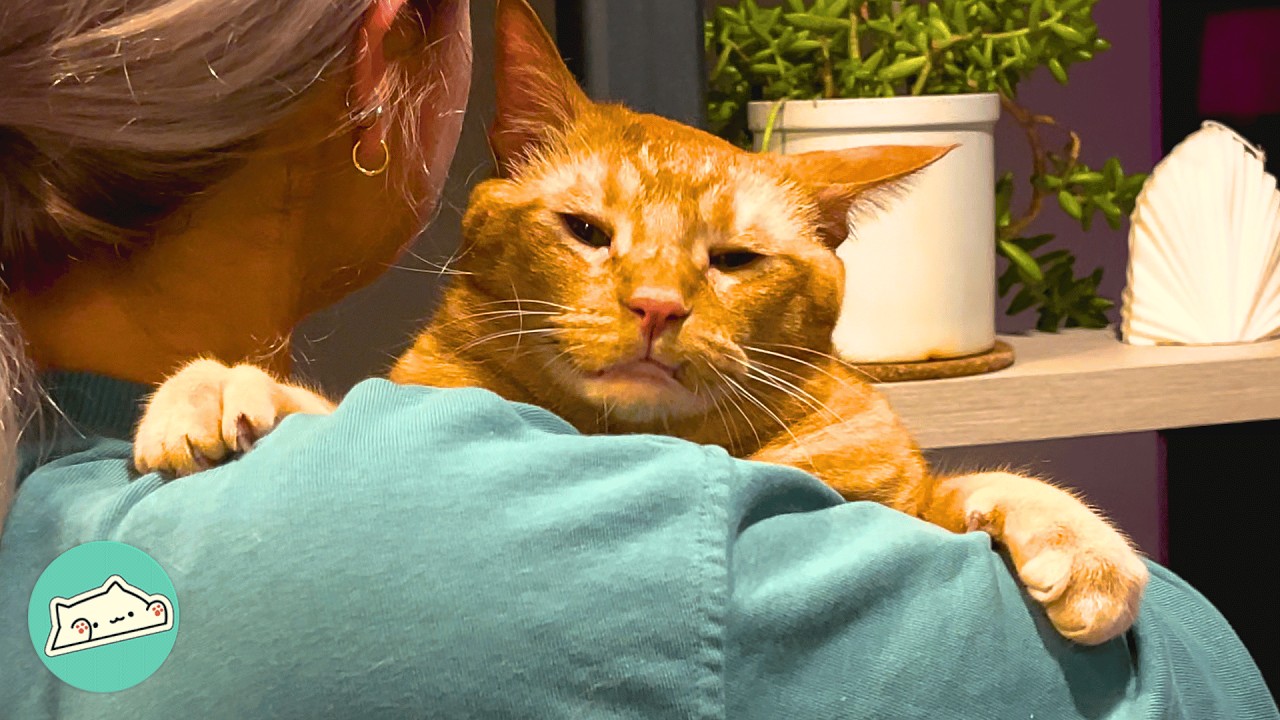 Sassy Orange Cat Needs To Be Babied At All Times | Cuddle Buddies