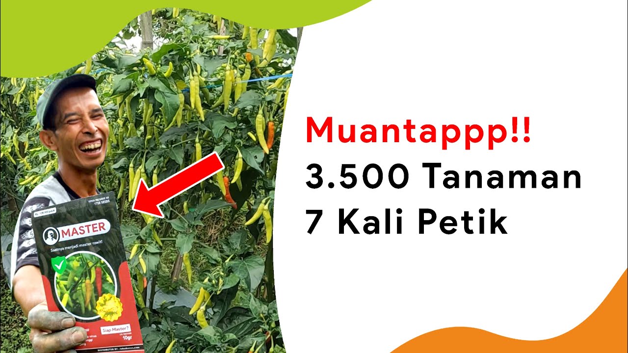 🔥🔥 Panen Cabe Rawit Master, Petikan Ke 7