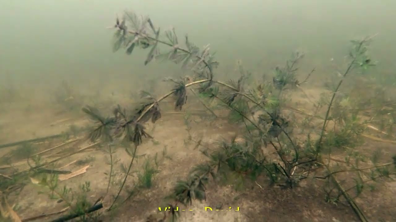 Het donkere water van de Put Van Nederhorst, Joure, 22 februari 2023