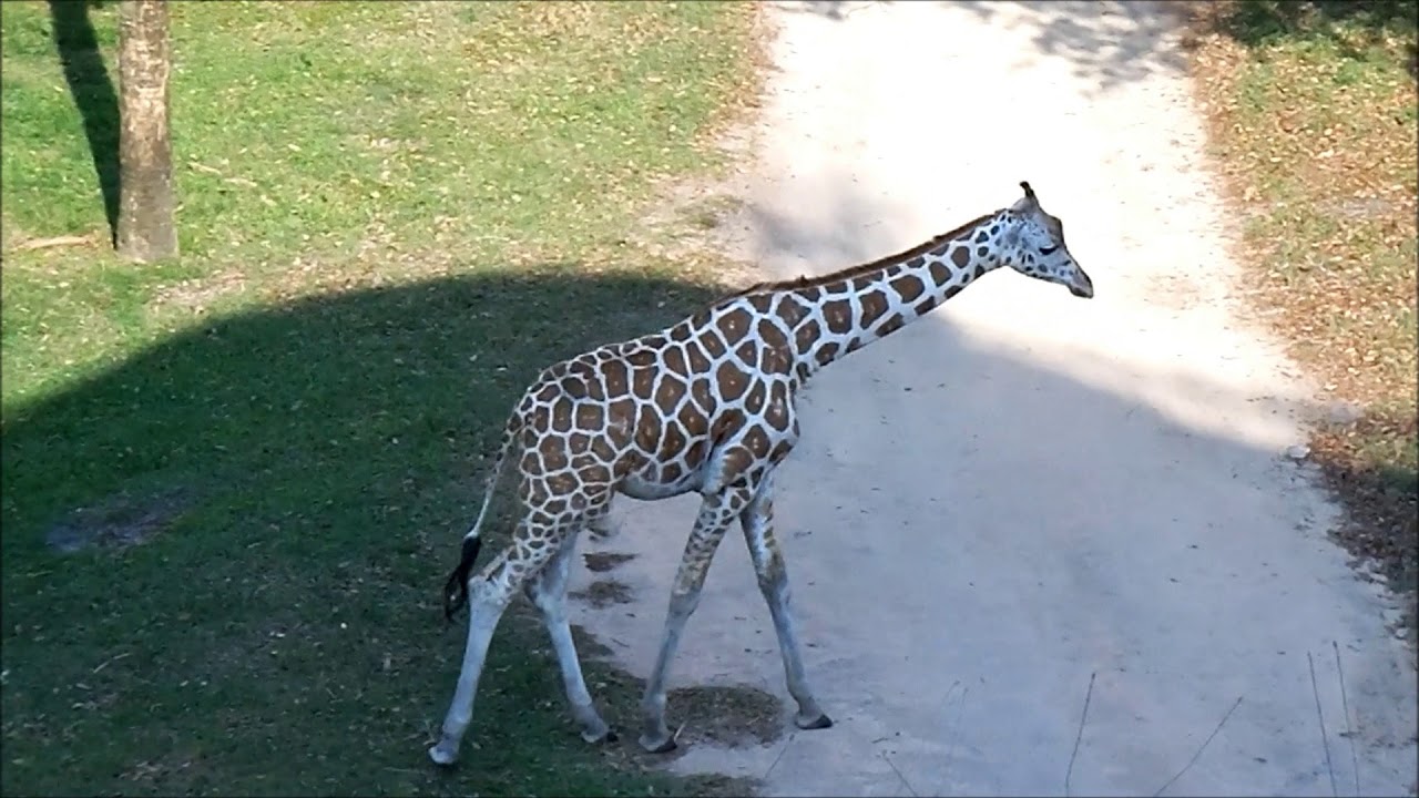 Animals of the Animal Kingdom Lodge, WDW Florida